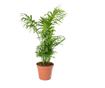 Palmier pitic Chamaedorea elegans - 55 cm, Floare Bio
