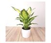 Planta naturala Dieffenbachia Bertina , pentru interior, dimensiune 45 cm