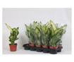 Planta naturala Dieffenbachia Bertina , pentru interior, dimensiune 45 cm
