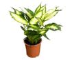 Planta naturala Dieffenbachia Bertina , pentru interior, dimensiune 45 cm