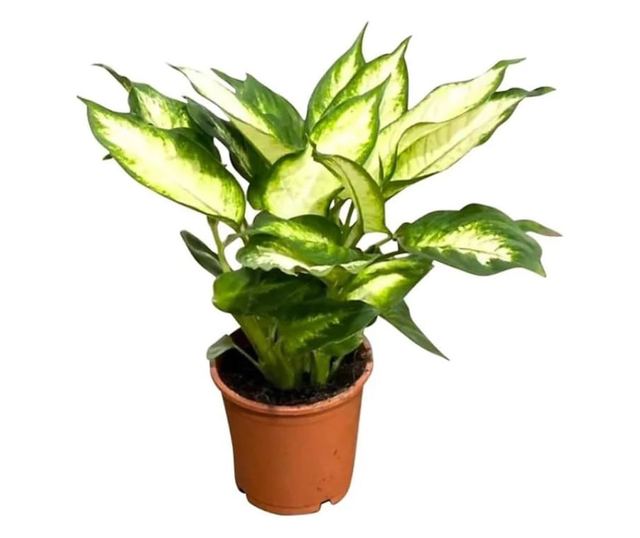 Planta naturala Dieffenbachia Bertina , pentru interior, dimensiune 45 cm