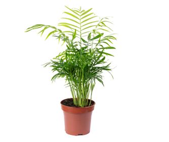 Planta naturala Chamaedorea elegans, 35 cm, Ghiveci Ø 12 cm, Verde