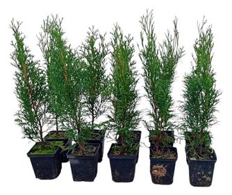 Set 10 plante la ghiveci Tuia Smaragd, 35-45 cm, verde