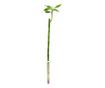 Bambus 60 cm, set 3 buc