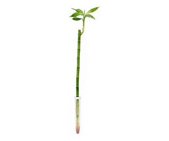 Bambus 60 cm, set 3 buc