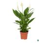 Planta naturala Spath Alana