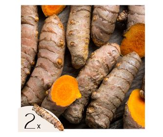 Turmeric - 2 buc - Curcuma Longa - Boli de rădăcină