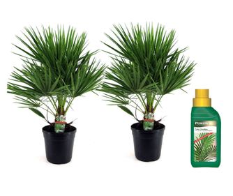 Palmier chinezesc pitic - 2 buc - Chamaerops humilis - Înălţime 70-80cm - ⌀21cm