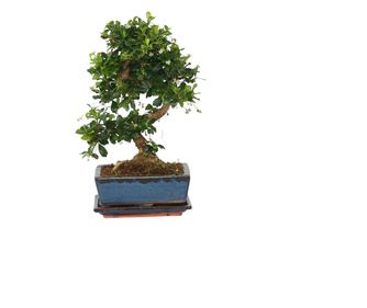 Ориенталско чаено дърво - Carmona microphylla - Височина 20-30 см - ⌀15 см