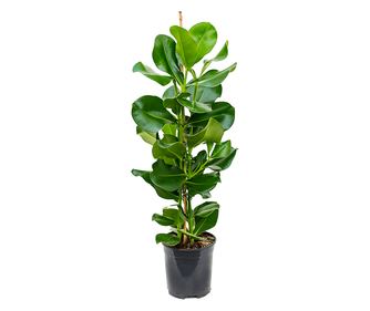 Planta naturala, Culisia rosea, Printesa, 80 cm