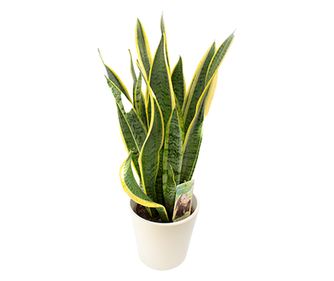 Limba soacrei, Sansevieria zeylanica, 45 cm, diametru 14 cm, Verde