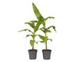Japán banán - 2 db - Musa basjoo - 55-70cm magas - ⌀21cm