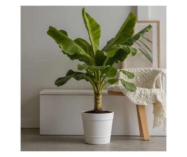 Japán banán - 2 db - Musa basjoo - 55-70cm magas - ⌀21cm