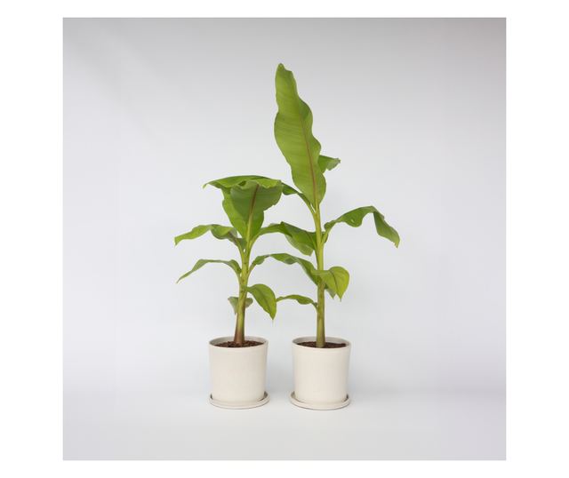 Japán banán - 2 db - Musa basjoo - 55-70cm magas - ⌀21cm