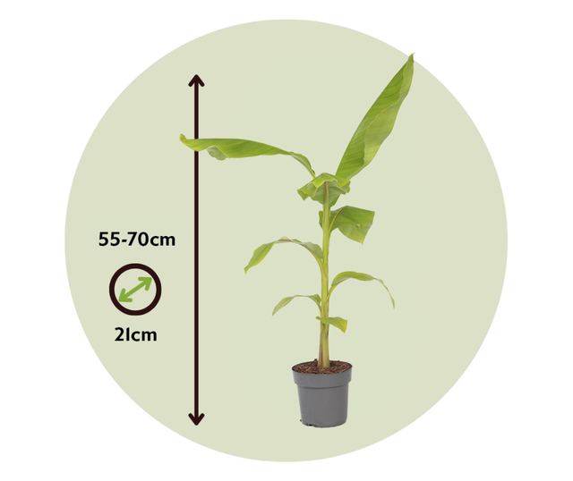 Japán banán - 2 db - Musa basjoo - 55-70cm magas - ⌀21cm