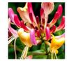 Lonc - 2 db - Lonicera 'American Beauty' - 110-120cm magas - ⌀17cm