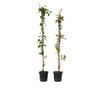 Lonc - 2 db - Lonicera 'American Beauty' - 110-120cm magas - ⌀17cm