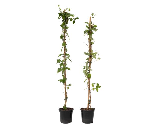 Lonc - 2 db - Lonicera 'American Beauty' - 110-120cm magas - ⌀17cm