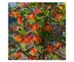 Lonc - 2 db - Lonicera 'American Beauty' - 110-120cm magas - ⌀17cm