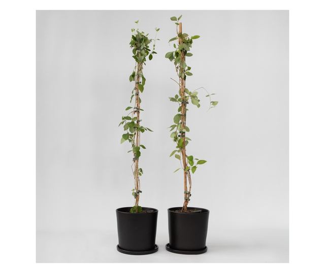 Lonc - 2 db - Lonicera 'American Beauty' - 110-120cm magas - ⌀17cm
