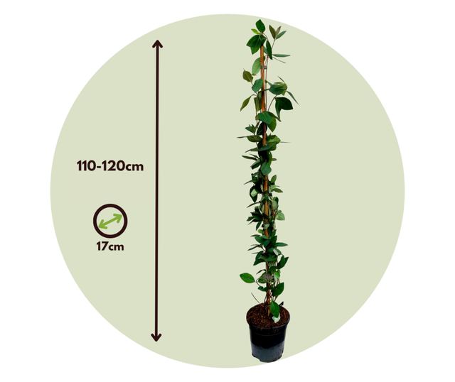 Lonc - 2 db - Lonicera 'American Beauty' - 110-120cm magas - ⌀17cm