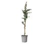 Eukaliptusz - Eucalyptus cinerea 'Silver Dollar' - 90-110cm magas - ⌀19cm