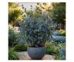 Eukaliptusz - Eucalyptus cinerea 'Silver Dollar' - 90-110cm magas - ⌀19cm