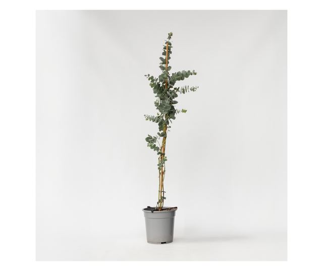 Eukaliptusz - Eucalyptus cinerea 'Silver Dollar' - 90-110cm magas - ⌀19cm