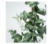 Eukaliptusz - Eucalyptus cinerea 'Silver Dollar' - 90-110cm magas - ⌀19cm