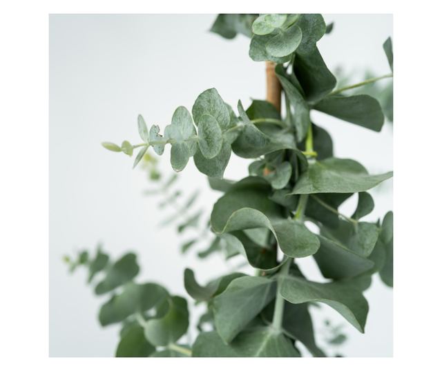 Eukaliptusz - Eucalyptus cinerea 'Silver Dollar' - 90-110cm magas - ⌀19cm