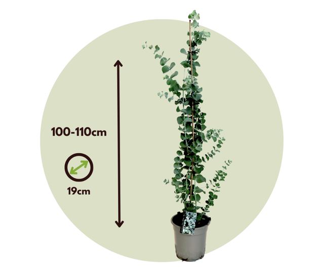 Eukaliptusz - Eucalyptus cinerea 'Silver Dollar' - 90-110cm magas - ⌀19cm