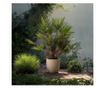 Lószőrpálma - 2 db - Chamaerops humilis - 70-80cm magas - ⌀21cm