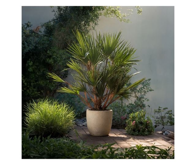 Lószőrpálma - 2 db - Chamaerops humilis - 70-80cm magas - ⌀21cm