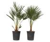 Lószőrpálma - 2 db - Chamaerops humilis - 70-80cm magas - ⌀21cm