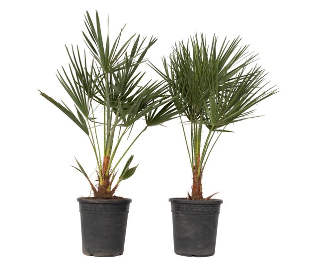 Lószőrpálma - 2 db - Chamaerops humilis - 70-80cm magas - ⌀21cm