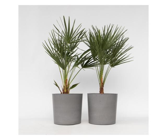 Lószőrpálma - 2 db - Chamaerops humilis - 70-80cm magas - ⌀21cm