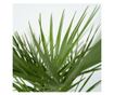 Lószőrpálma - 2 db - Chamaerops humilis - 70-80cm magas - ⌀21cm