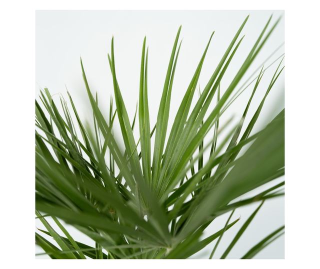 Lószőrpálma - 2 db - Chamaerops humilis - 70-80cm magas - ⌀21cm