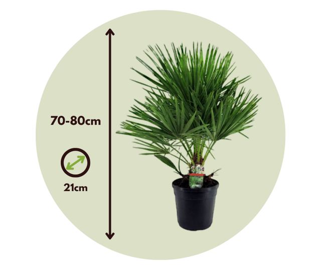 Lószőrpálma - 2 db - Chamaerops humilis - 70-80cm magas - ⌀21cm