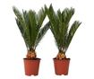 Japán cikász - 2 db - Cycas revoluta - 45-60cm magas - ⌀15cm