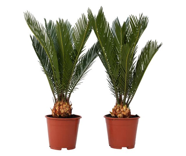 Japán cikász - 2 db - Cycas revoluta - 45-60cm magas - ⌀15cm