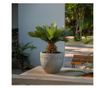 Japán cikász - 2 db - Cycas revoluta - 45-60cm magas - ⌀15cm