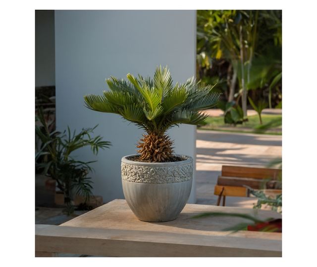 Japán cikász - 2 db - Cycas revoluta - 45-60cm magas - ⌀15cm