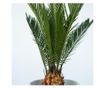 Japán cikász - 2 db - Cycas revoluta - 45-60cm magas - ⌀15cm