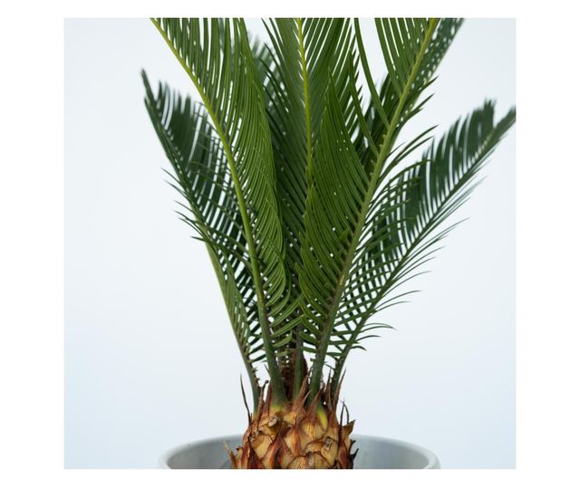 Japán cikász - 2 db - Cycas revoluta - 45-60cm magas - ⌀15cm