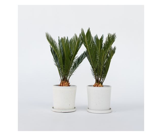 Japán cikász - 2 db - Cycas revoluta - 45-60cm magas - ⌀15cm
