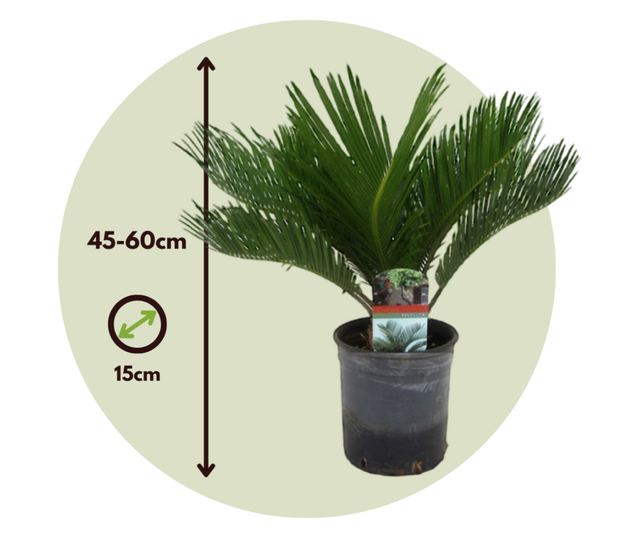 Japán cikász - 2 db - Cycas revoluta - 45-60cm magas - ⌀15cm