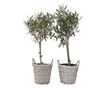 Olajfa - 2 db - Olea europaea - 50-60cm magas - ⌀14cm