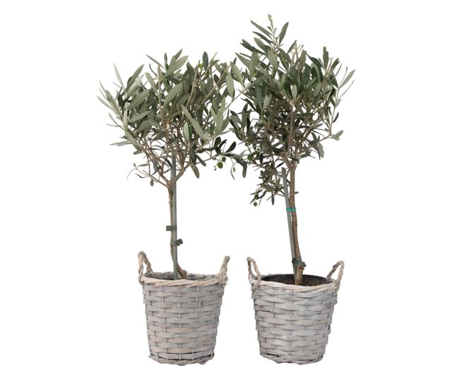 Olajfa - 2 db - Olea europaea - 50-60cm magas - ⌀14cm