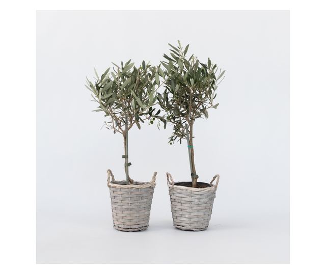 Olajfa - 2 db - Olea europaea - 50-60cm magas - ⌀14cm